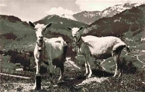 AK / Ansichtskarte Ziege Goat Chevre-- Schweiz