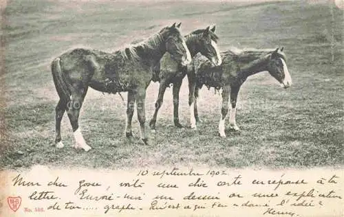 AK / Ansichtskarte PFERDE Horses Cheval 