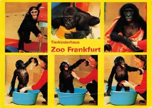 AK / Ansichtskarte Zoo Gardin Zoologique-- Tierkinderhaus Affen 