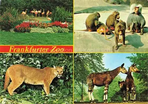 AK / Ansichtskarte Zoo Gardin Zoologique-- Frankfurt Luchs Affen Flamingos 