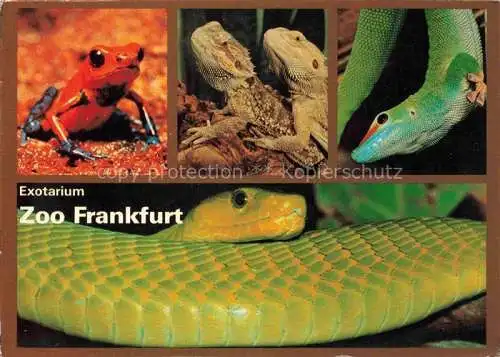 AK / Ansichtskarte Zoo Gardin Zoologique-- Frankfurt Schlange Frosch 