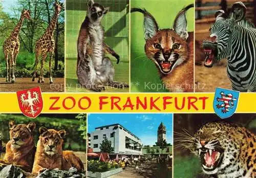 AK / Ansichtskarte Zoo Gardin Zoologique-- Frankfurt Giraffen Loewen Luchs 