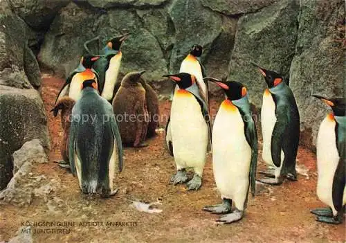 AK / Ansichtskarte Zoo Gardin Zoologique-- Koenigspinguine Antarktis Frankfurt Main