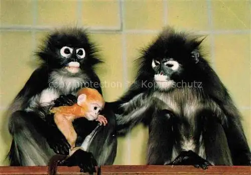 AK / Ansichtskarte Zoo Gardin Zoologique-- Frankfurt Main Brillenlanguren Hinterindien 