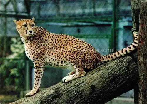 AK / Ansichtskarte Zoo Gardin Zoologique-- Frankfurt Main Gepard 