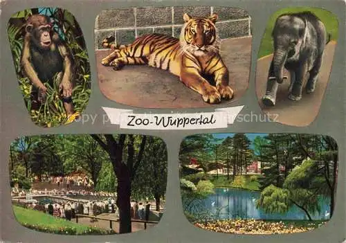 AK / Ansichtskarte Zoo Gardin Zoologique-- Wuppertal Elefant Tiger Schimpanse