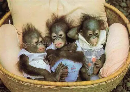 AK / Ansichtskarte Zoo Gardin Zoologique-- Frankfurt Main Orang Utan Baby Affen 