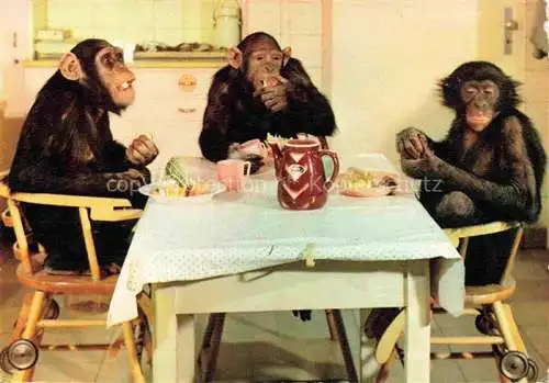 AK / Ansichtskarte Zoo Gardin Zoologique-- Frankfurt Main Schimpansen 