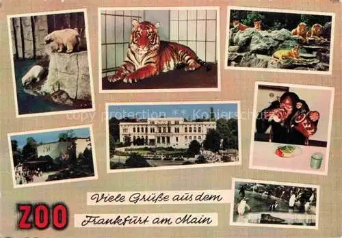 AK / Ansichtskarte Zoo Gardin Zoologique-- Frankfurt Main Tiger Loewe Eisbaer 