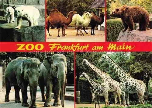 AK / Ansichtskarte Zoo Gardin Zoologique-- Frankfurt Main Giraffen Elefanten Baer 