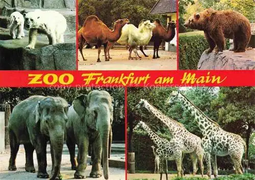 AK / Ansichtskarte Zoo Gardin Zoologique-- Frankfurt Main Elefanten Giraffen Baeren 