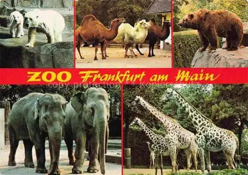 AK / Ansichtskarte Zoo Gardin Zoologique-- Frankfurt Main Elefanten Giraffen Baeren 