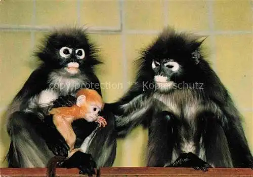 AK / Ansichtskarte Zoo Gardin Zoologique-- Frankfurt Main Brillenlanguren Hinterindien 