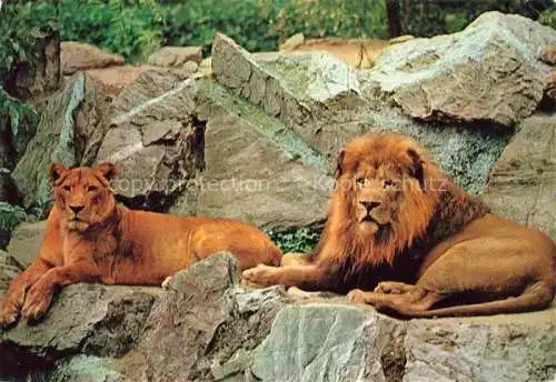 AK / Ansichtskarte Zoo Gardin Zoologique-- Frankfurt am Main Loewen Lions 