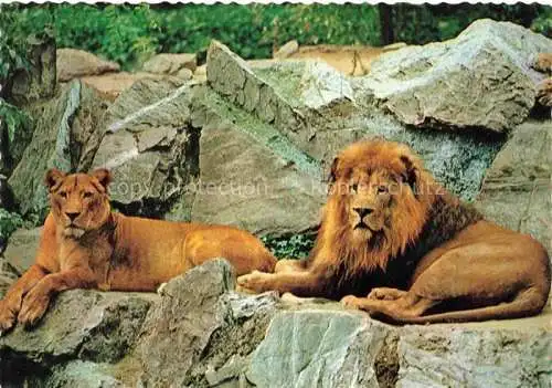 AK / Ansichtskarte Zoo Gardin Zoologique-- Frankfurt am Main Loewen Lions 
