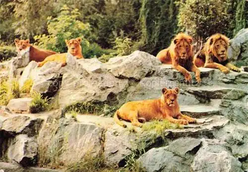 AK / Ansichtskarte Zoo Gardin Zoologique-- Frankfurt Main Loewen Lions 