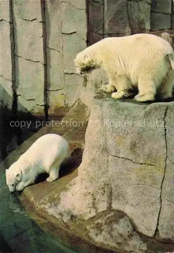 AK / Ansichtskarte Zoo Gardin Zoologique-- Frankfurt Main Eisbaeren Bears 