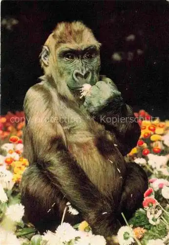 AK / Ansichtskarte Zoo Gardin Zoologique-- Frankfurt Main Gorillakind 