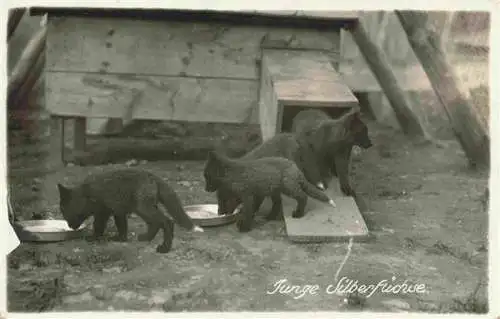 Fuchs Tiere Jung silber 