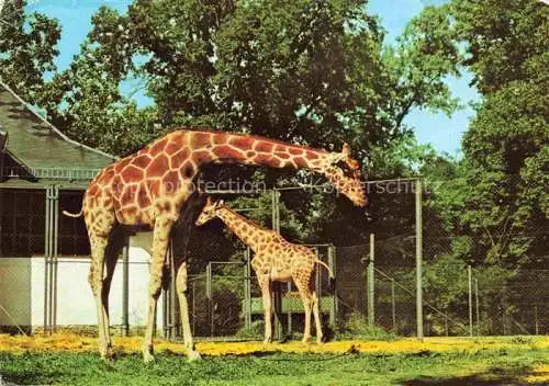 AK / Ansichtskarte Zoo Gardin Zoologique-- Dresden Giraffe 