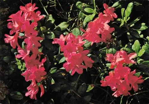 AK / Ansichtskarte Alpenrose-Wasserau Wasserauen IR Almrausch Rhododendron hirsulum in den Alpen an Felsen im Geroell und im Knieholz der Kalkalpen