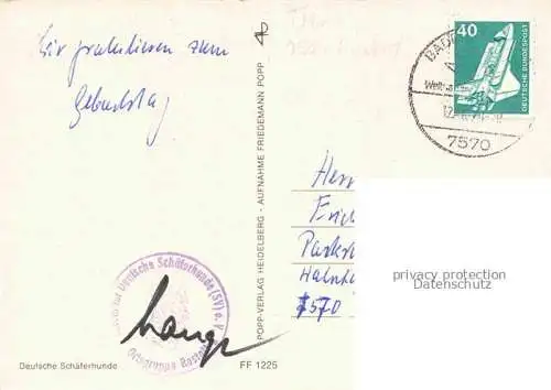 AK / Ansichtskarte Schaeferhund Deutscher German Shepard allemand-- 