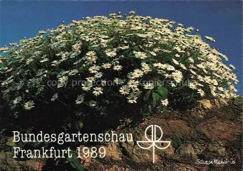 AK / Ansichtskarte BUGA Bundesgartenschau Frankfurt Strauchmargerite