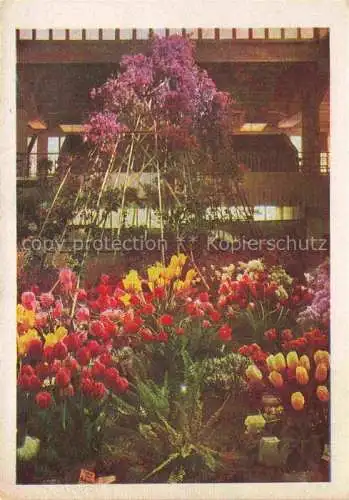 AK / Ansichtskarte IGA Gartenbauaustellung International Tulpen Ersnt Merck Halle 