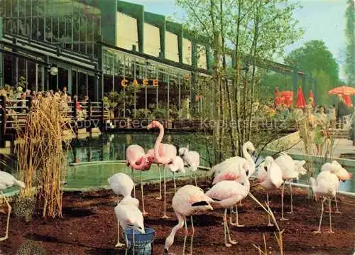 AK / Ansichtskarte BUGA Bundesgartenschau Mannheim Flamingos Pflanzenschauhaus Luisenpark 