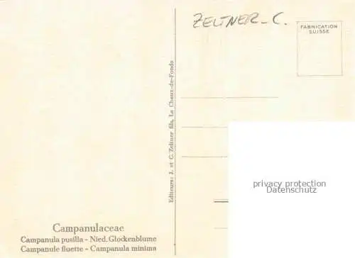 AK / Ansichtskarte ZELTNER C. Kuenstlerkarte Nied. Glockenblume 
