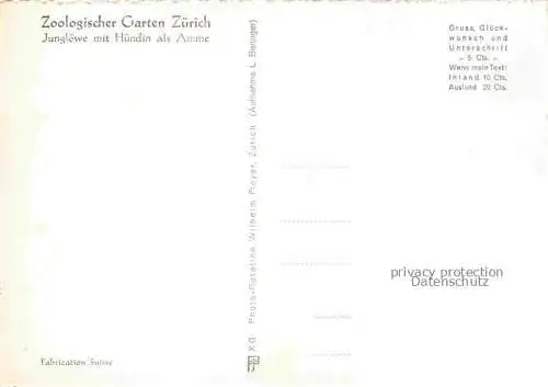 AK / Ansichtskarte Zoo Gardin Zoologique-- Zuerich Jungloewe Huendin Amme 