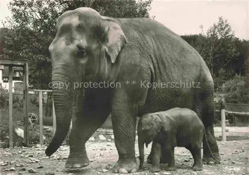 AK / Ansichtskarte Zoo Gardin Zoologique-- Zuerich Ind. Elefant 