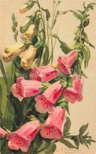 AK / Ansichtskarte Klein Catharina Kuenstlerlitho Blumen Rosa Gelb