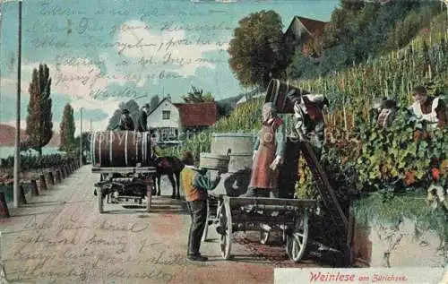 AK / Ansichtskarte Zuerichsee ZH Weinlese