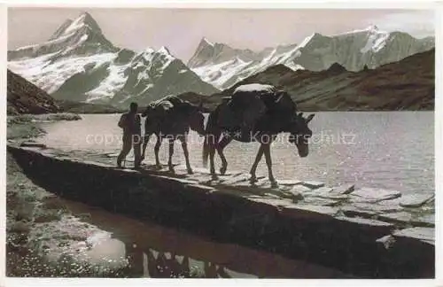 AK / Ansichtskarte Faulhorn 2683m Grindelwald BE am Bachalpsee Packesel