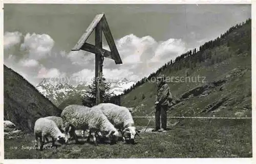 AK / Ansichtskarte Simplon-Kulm VS Wegekreuz Schaefer mit Herde