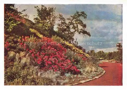 AK / Ansichtskarte BUGA Bundesgartenschau Kassel Rosenhang 