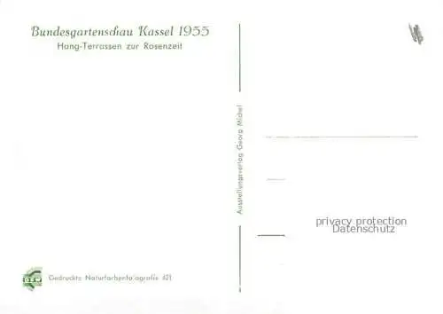 AK / Ansichtskarte BUGA Bundesgartenschau Kassel Hang Terrassen Rosenzeit 
