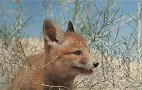 AK / Ansichtskarte Fuchs Tiere Renard des Sables Libye