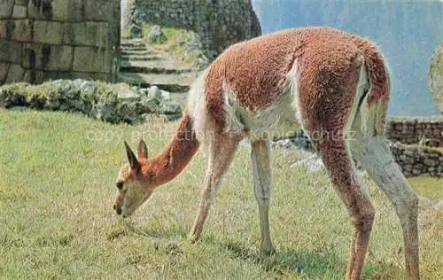 AK / Ansichtskarte Kamele  Camel Chameau-- Mini Kamel Vigogne Perou 