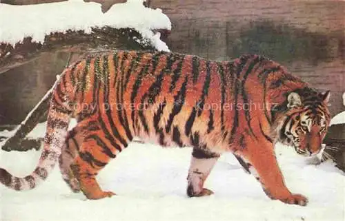 AK / Ansichtskarte Tiger  Tigre-- Dant la Neige 