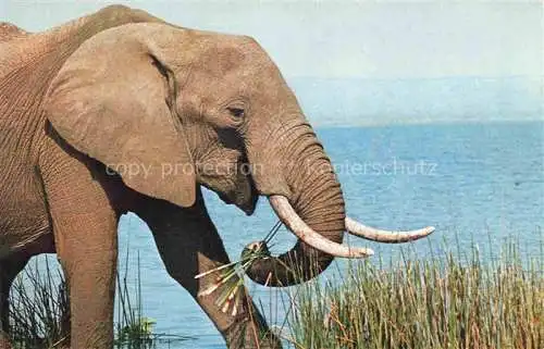 AK / Ansichtskarte Elefant 