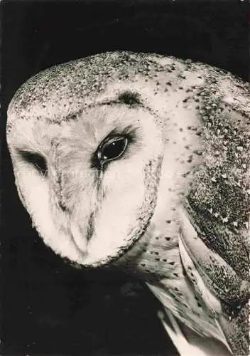 AK / Ansichtskarte Eule Owl Hibou Chouette-- 