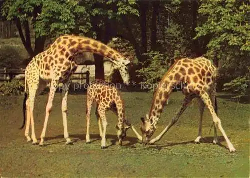 AK / Ansichtskarte Zoo Gardin Zoologique-- Paris Giraffe Afrique