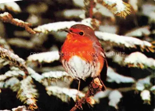 AK / Ansichtskarte Voegel Birds Oiseaux Spatz