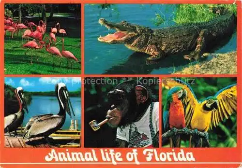 AK / Ansichtskarte Zoo Gardin Zoologique-- Florida Krokodil Affe Ara Flamingos