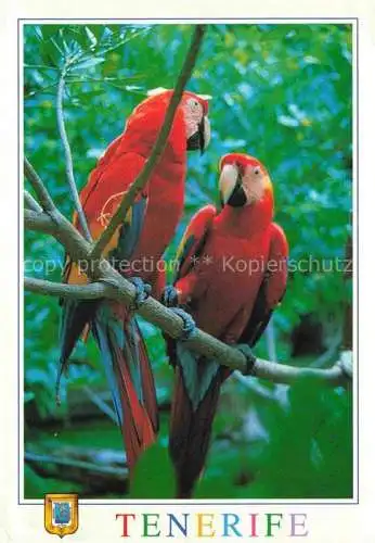 AK / Ansichtskarte Voegel Birds Oiseaux Tenerife Ara