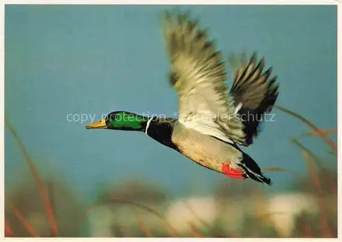 AK / Ansichtskarte Voegel Birds Oiseaux Ente 