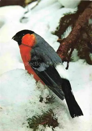 AK / Ansichtskarte Voegel Birds Oiseaux Gimpel