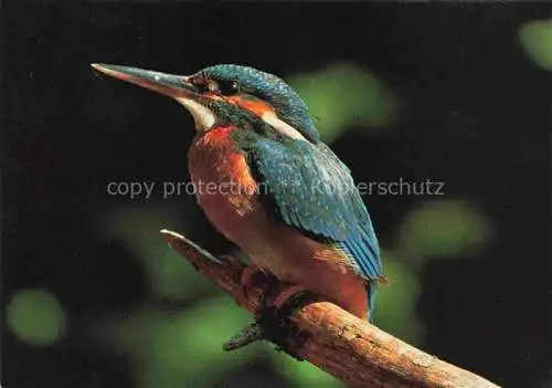 AK / Ansichtskarte Voegel Birds Oiseaux Eisvogel 